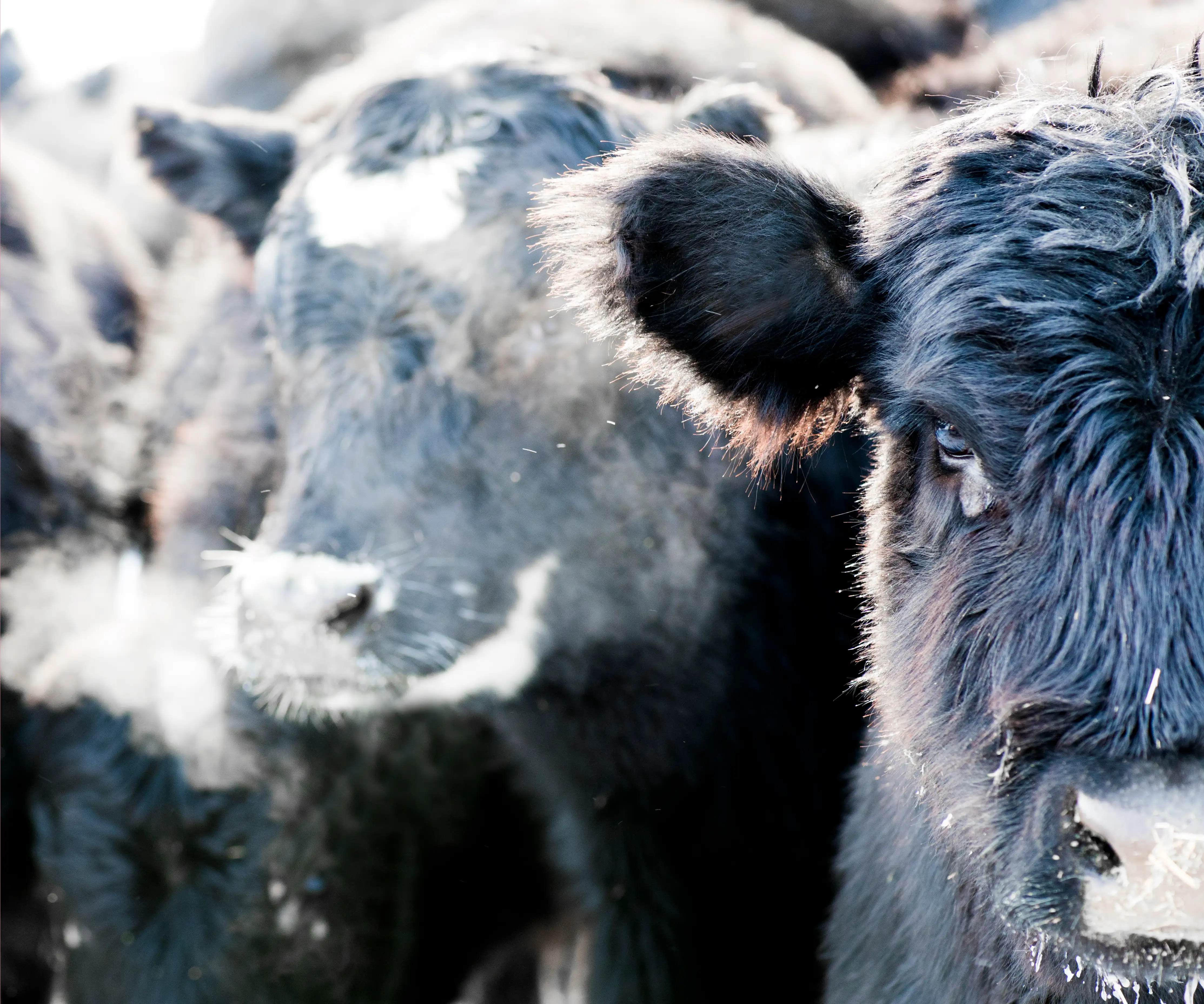 Black Angus cattle on an Alberta ranch