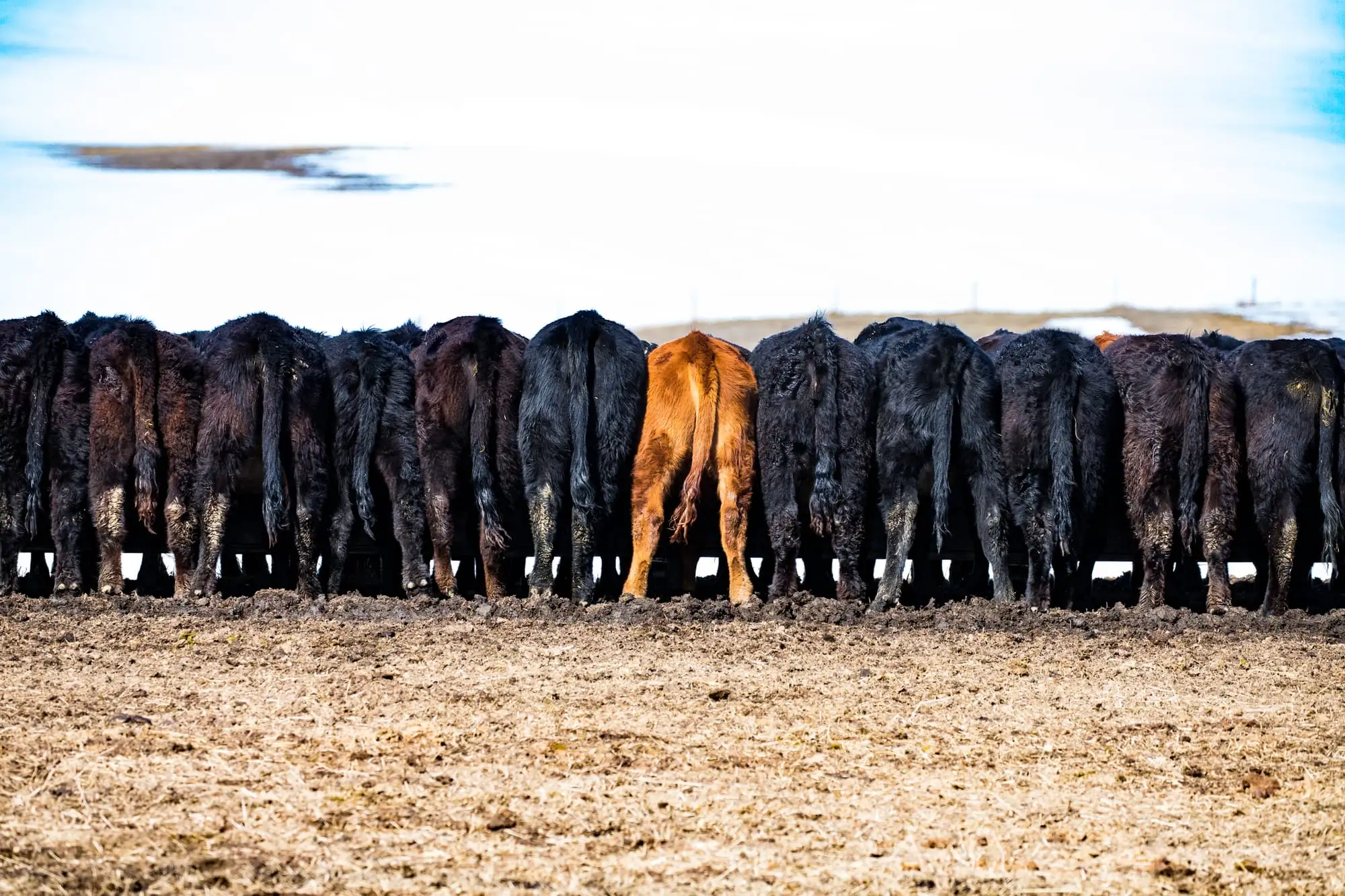 A row of Alberta cattle on the range — one red among the black