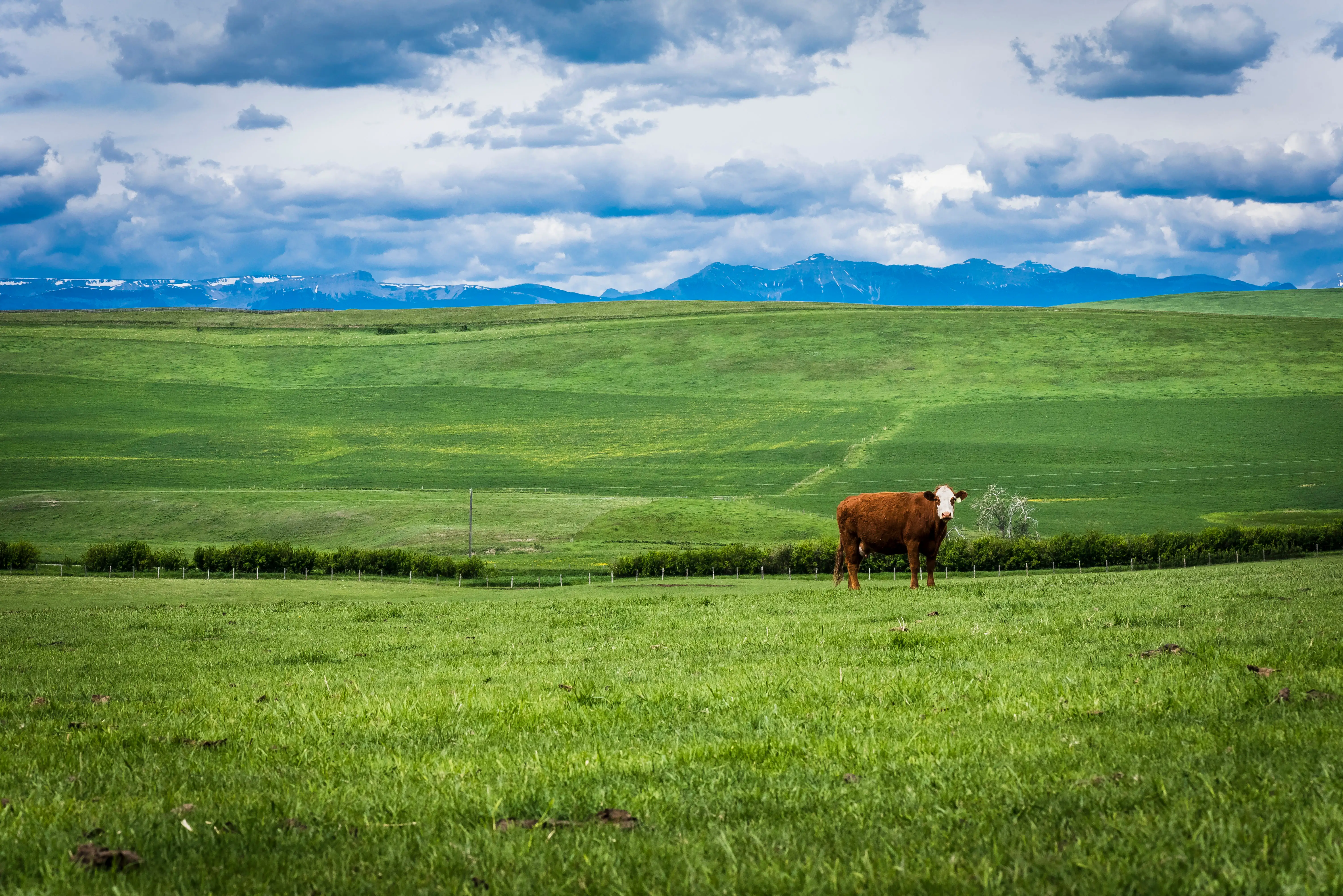 A lone Hereford cow on green Alberta pasture with the Rocky Mountains behind